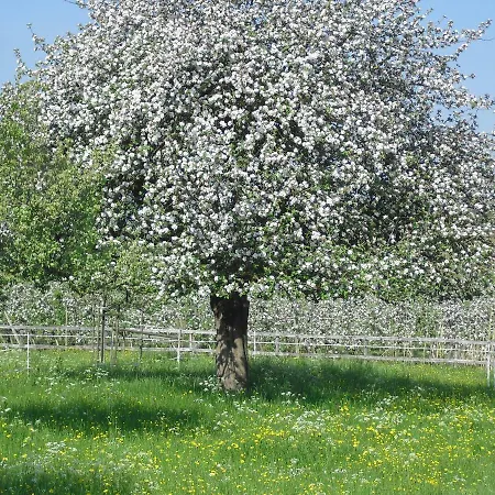 Bachaeckerhof - Nichtraucherhotel- Casa de hóspedes